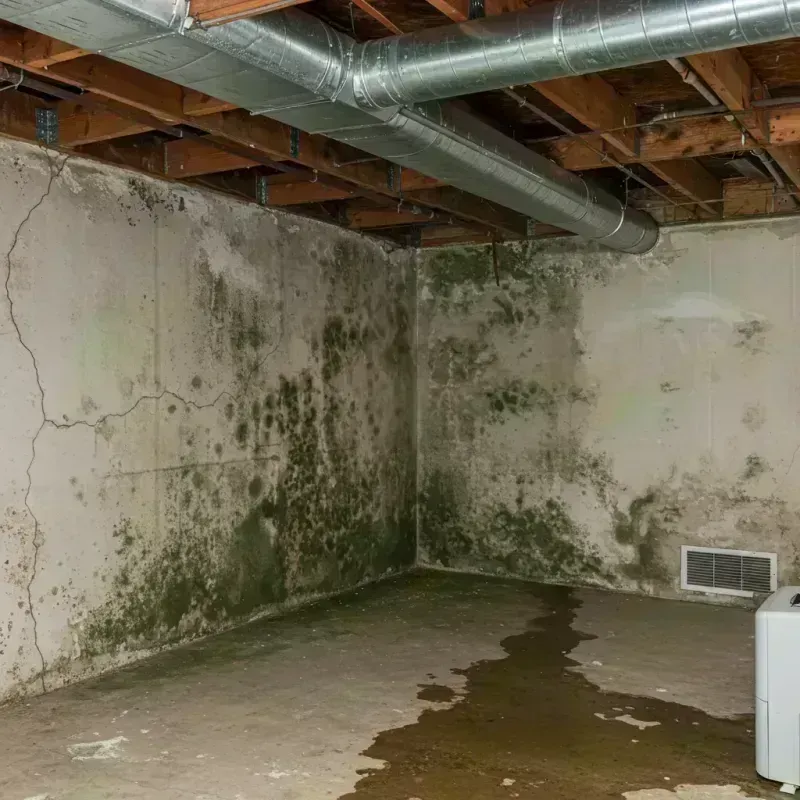 Professional Mold Removal in Preston Heights, IL